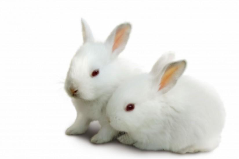 Image Baby Bunny Rabbit Wallpaper HD, Wallpapers, HD Wallpapers .