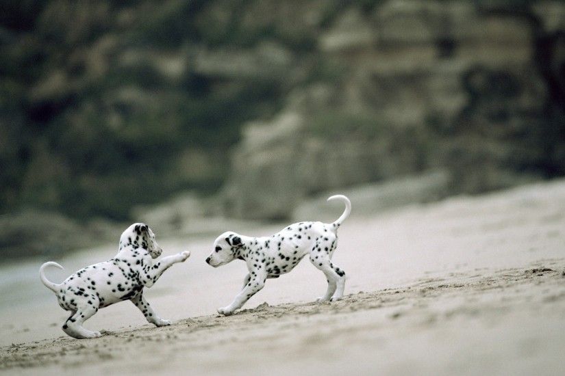 Dalmatian Dogs Wallpaper 50351