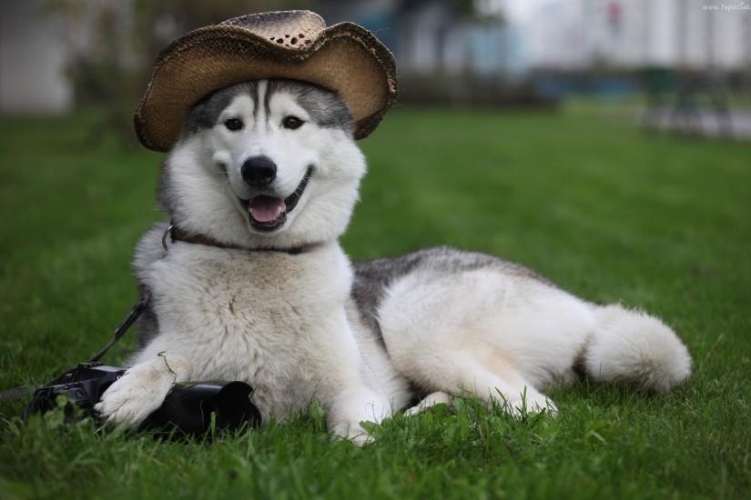 Siberian Husky dog photographer photo