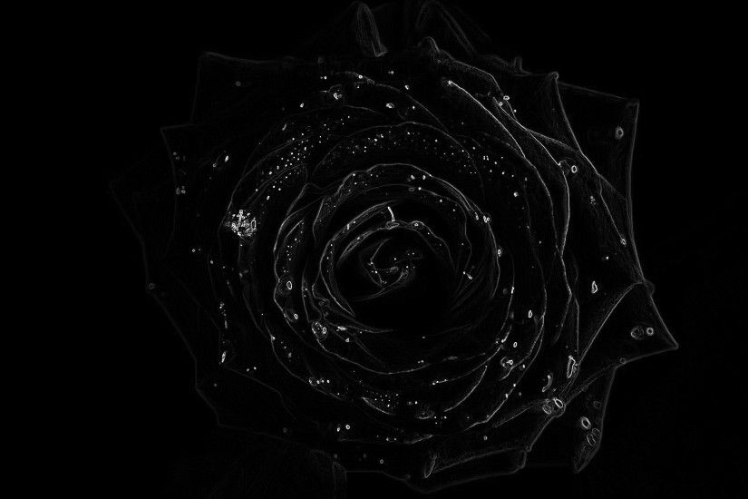 black rose images