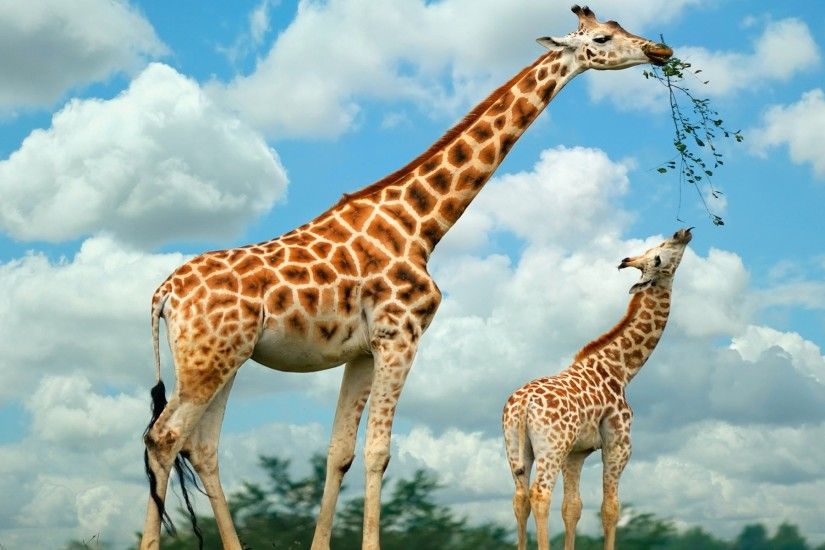 Giraffes images Giraffes HD wallpaper and background photos
