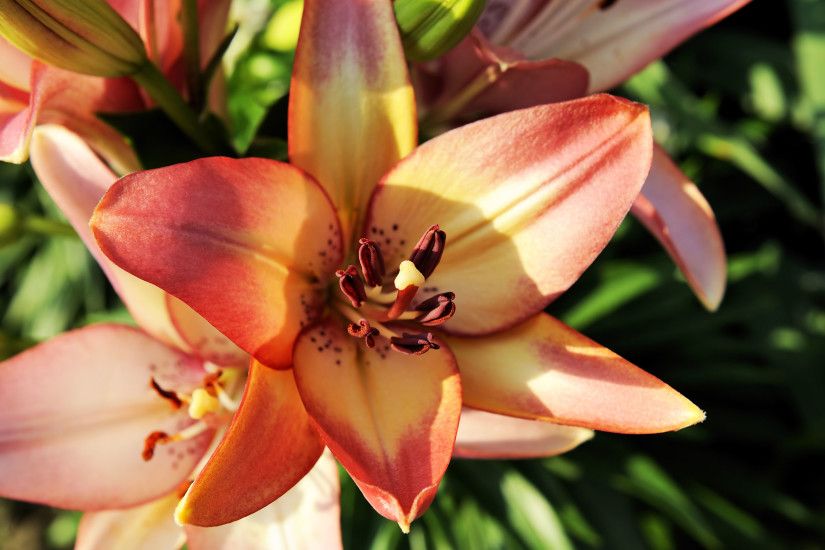 free download Lily Flowers 391KB 2560x1600