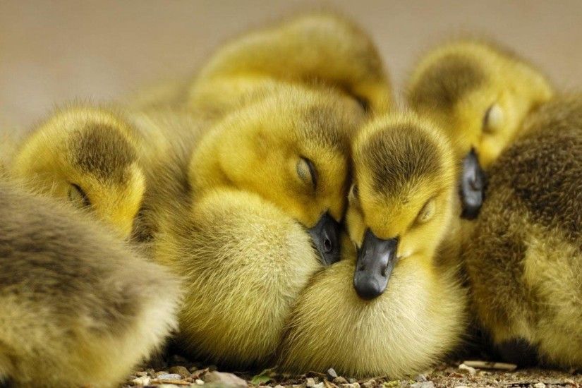 Duckling Wallpapers - Full HD wallpaper search
