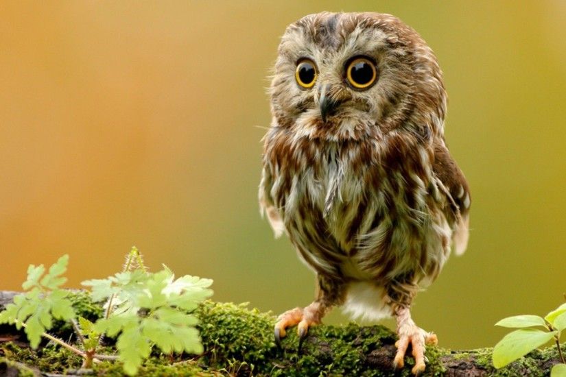 Cute Owl 100% Quality HD Wallpaper Desktop