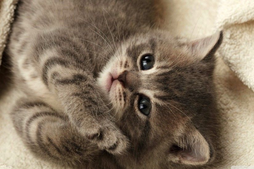 Cute Kitten 805193