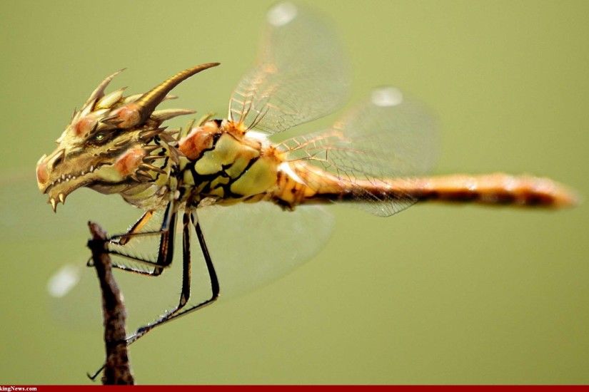 Dragonfly Medicine | Doowans NewsEvents