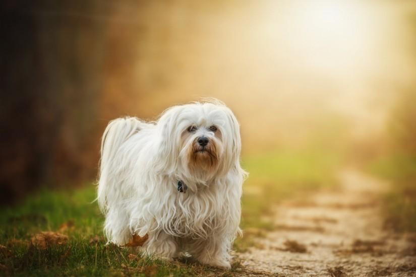 Awesome Pretty Havanese Dog Background