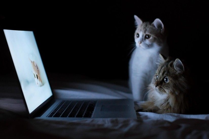 HD-Cats-and-Laptop-Wallpaper