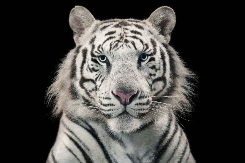 1920x1080 white tiger hd latest wallpaper