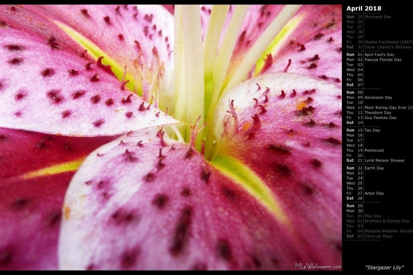 1920x1200 There's a Windows wallpaper of a bright yellow flower. I love Stargazer  lilies,