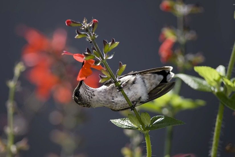 Hummingbird hanging from a red flower wallpaper