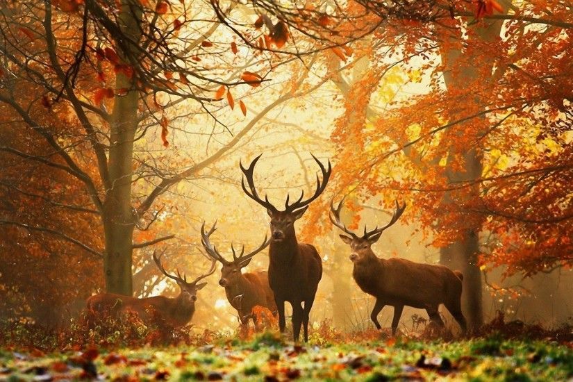 ... deer wallpaper hd 3 1600 1200 | The Hunter | Pinterest | Deer .