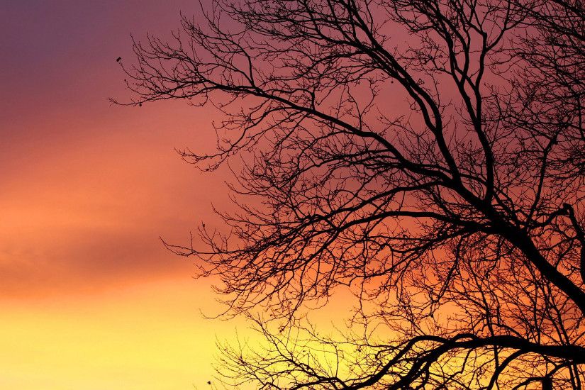 Branch Tree Sky Nature Orange Sunrise Dawn Yellow Daybreak HD.