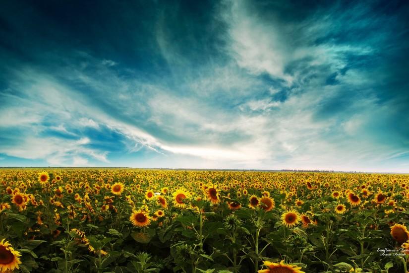 sunflower background 1920x1200 for phones