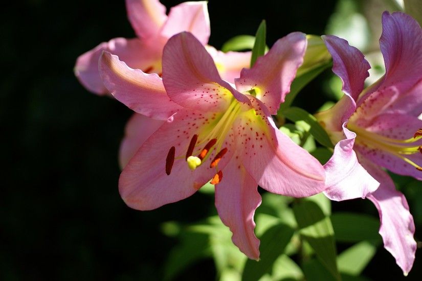 Lilium Stargazer wallpaper