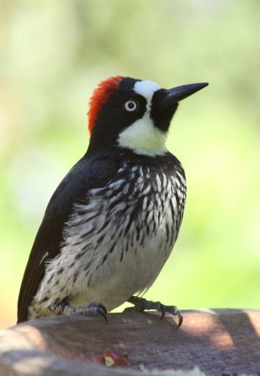 Acorn Woodpecker hd pics