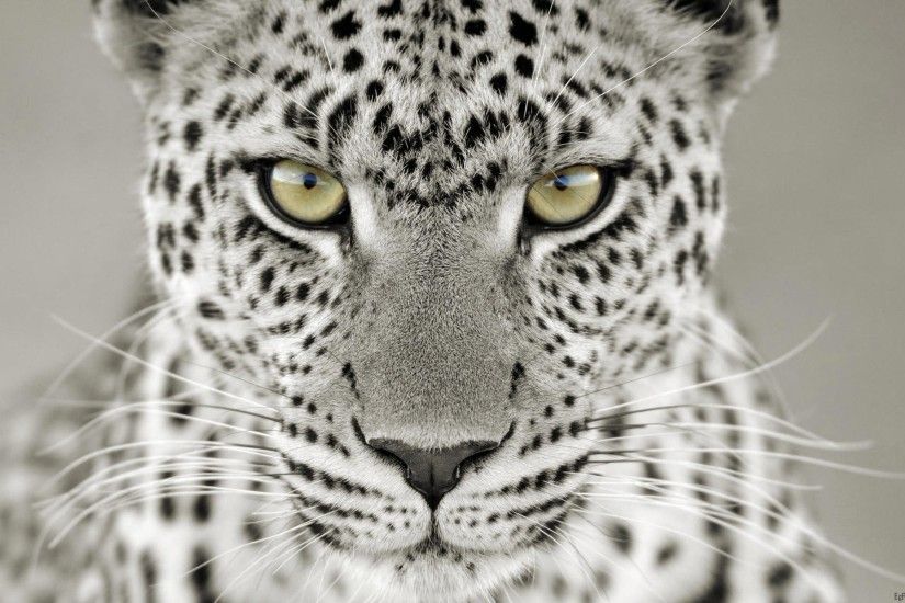 snow leopard free download. Â«Â«
