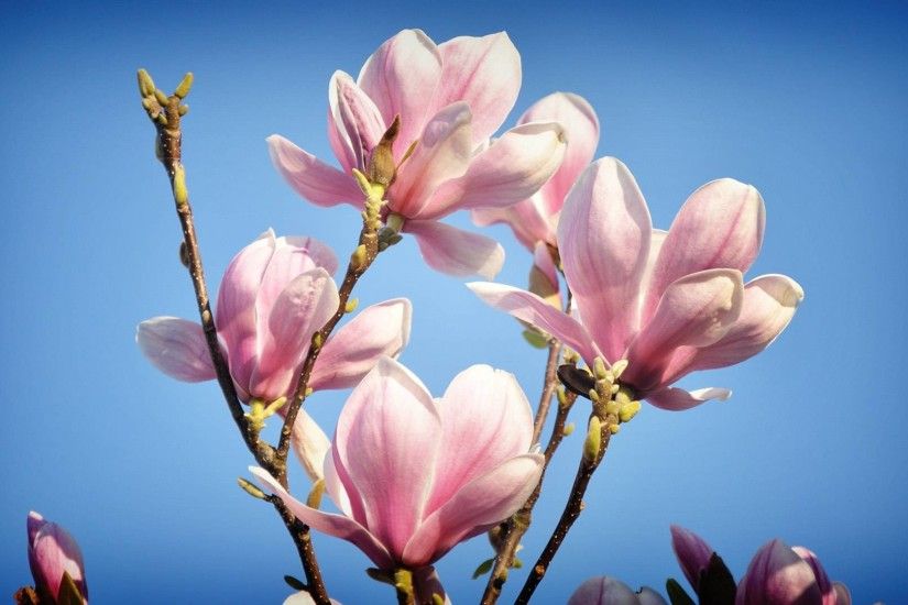 1920x1080 Wallpaper magnolia, branches, sky, blue