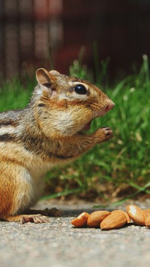 Cute Chipmunk Eating Surprised Android Wallpaper