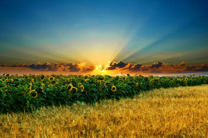 Sunset Sunflower field High quality wallpapers in hd(high  definition),widescreen resolutions for desktop,mobiles and tabs absolutely  free.