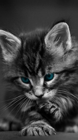 Preview wallpaper cat, black white, blue, eyes, baby, beautiful 1440x2560