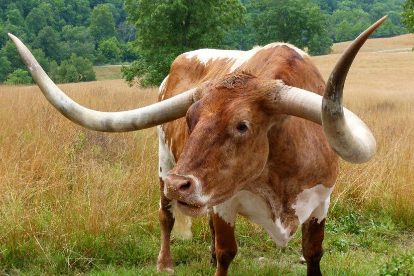 Animal - Cow Wallpaper