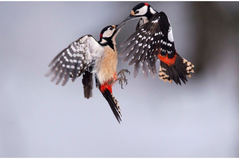 GREAT SPOTTED WOODPECKER FLYING HD WALLPAPER