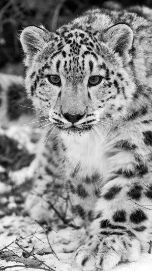 2160x3840 Wallpaper snow leopard, snow, hunting, attention, black and white