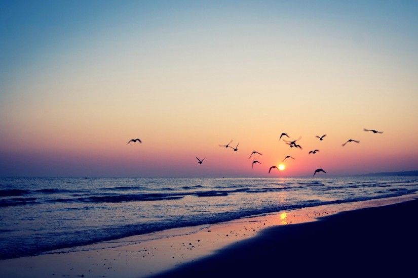 Bird Silhouettes In The Beach Sunset
