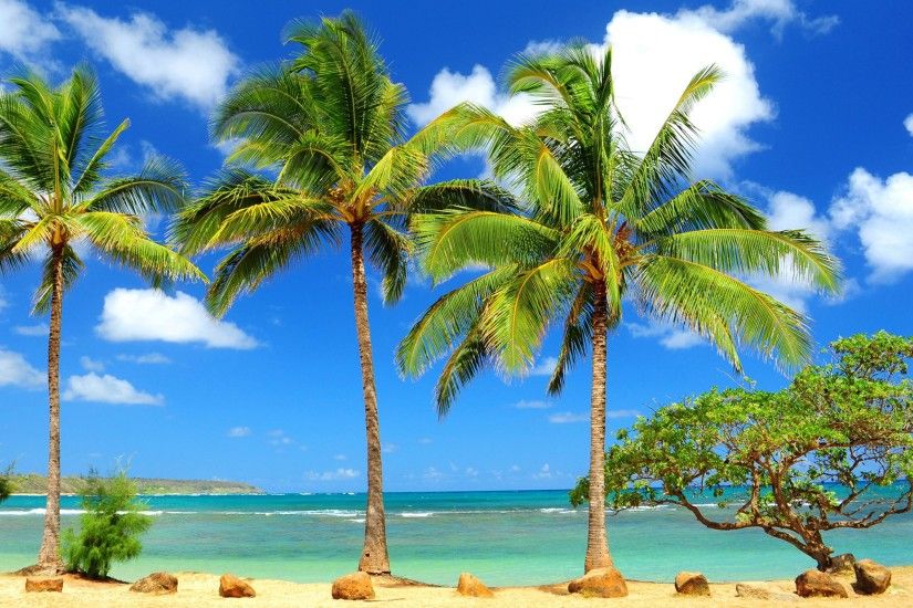 Beach Palm Tree Wide Wallpapers