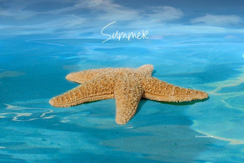 summer-screensavers Wallpaper Downloads