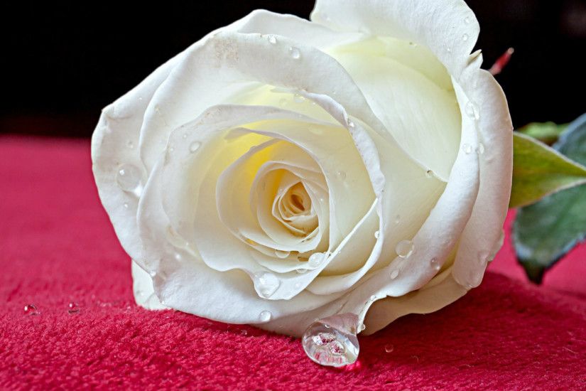 White Rose HD Picture Image