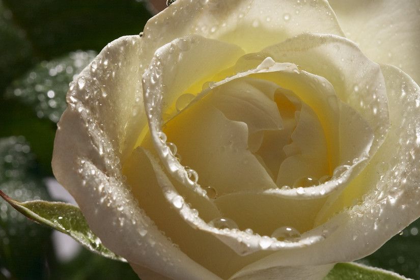White Rose - Flower Wallpapers - White Rose