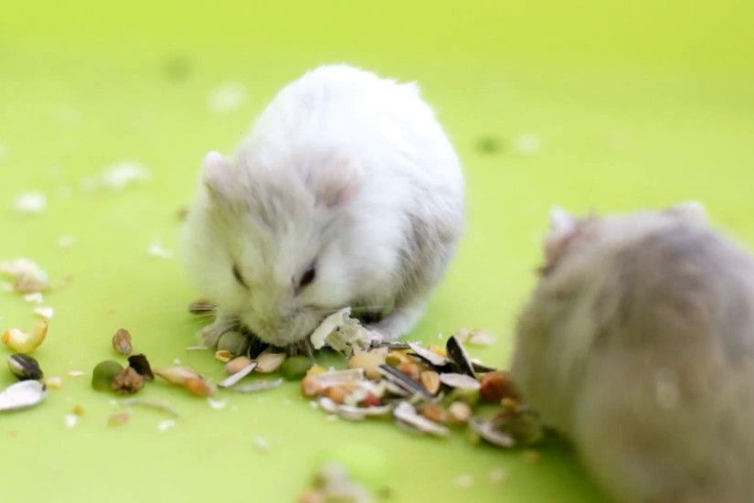 Hamsters eating 2 cute hamsters eating seeds Stock Video Footage -  VideoBlocks