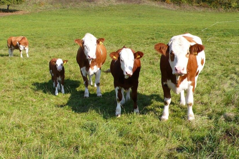 Animal - Cow Wallpaper