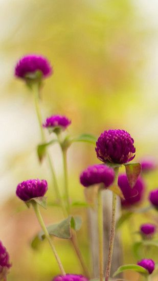 Colorful purple flower HD Wallpaper iPhone 6 plus