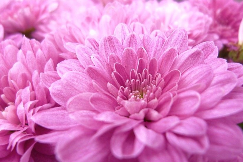 Pink Flower Close up Scenic 1080p HD Wallpaper wallpapers at GetHDPic.com