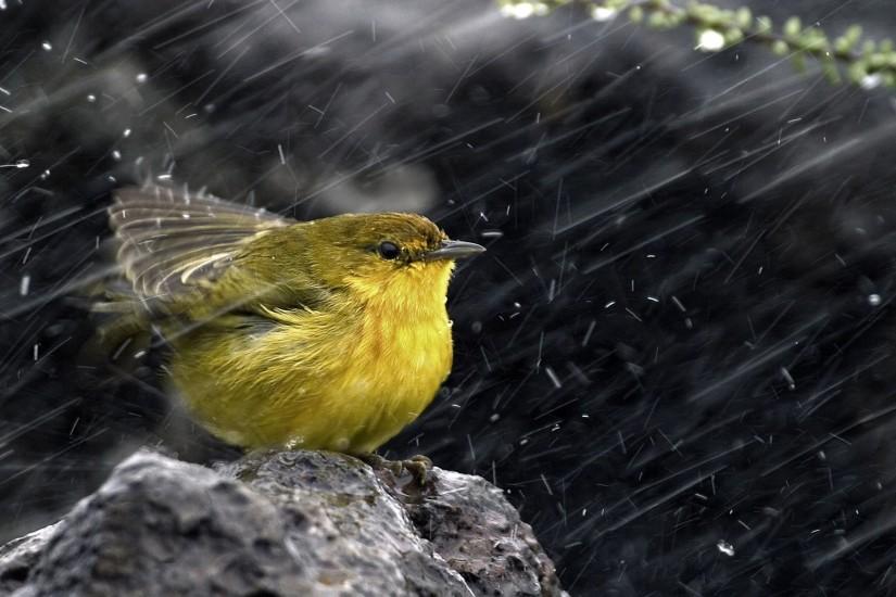Birds In Rain | HD Wallpapers | Pictures | Images | Backgrounds .