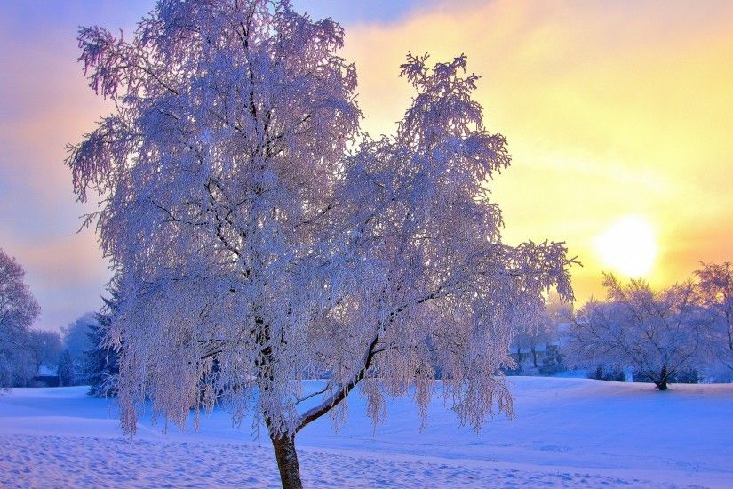 3840x2160 Wallpaper winter, snow, frost, tree, trees, sun