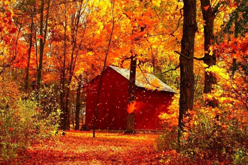 Tree Forest Nature Seasons Autumn Season Color Leaf Leaves Fall Landscape  Full Hd Wallpaper For Desktop Detail