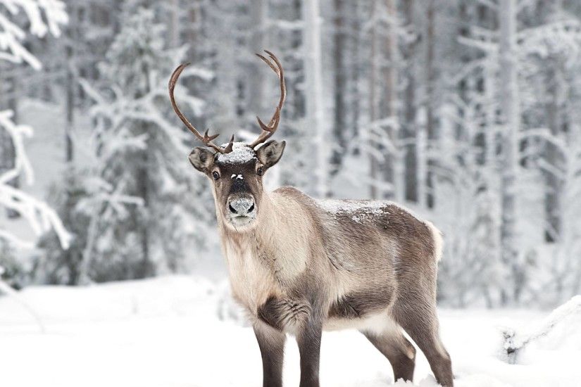 ... Snow Reindeer Wallpapers
