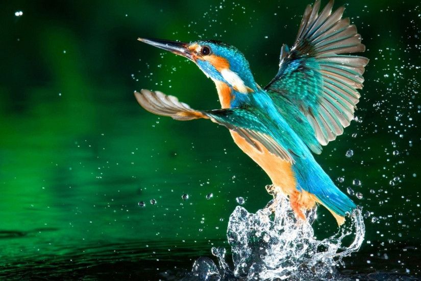 hd pics photos birds kingfisher water desktop background wallpaper