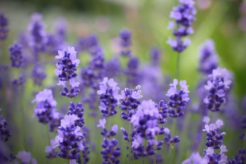 Lavender Fields in Provence Lavender flowers purple hd wallpaper