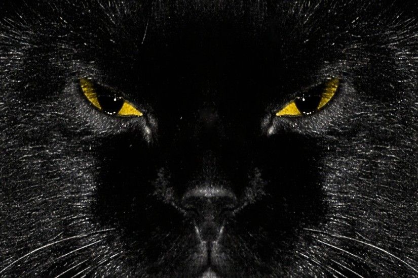 Black Cat HD Wallpaper Wallpapers Black Cat High Definition Wallpapers with  resolution 1920x1440