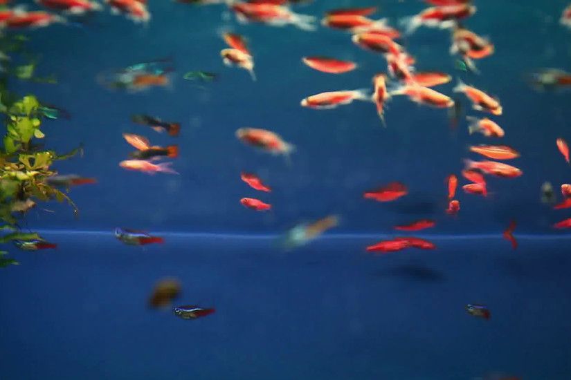 aquarium background calm fish swim blue grass video saver underwater Stock  Video Footage - VideoBlocks