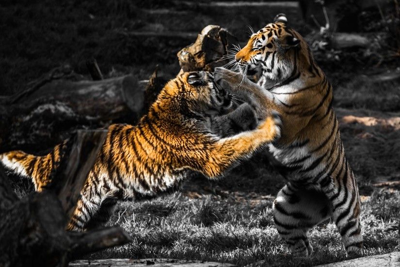 animals, Fighting, Selective Coloring, Tiger Wallpapers HD