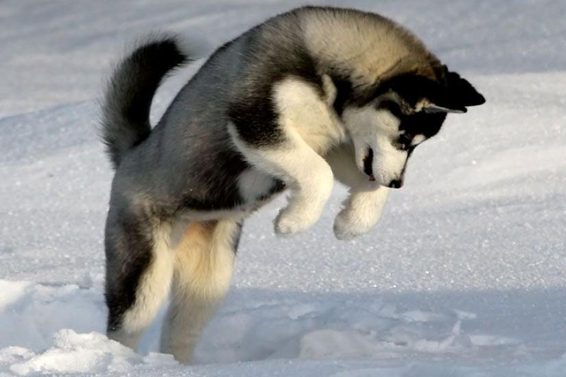 Download Free Siberian Husky Photo.