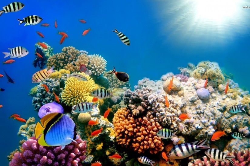 Coral Reef Wallpaper HD #jLk