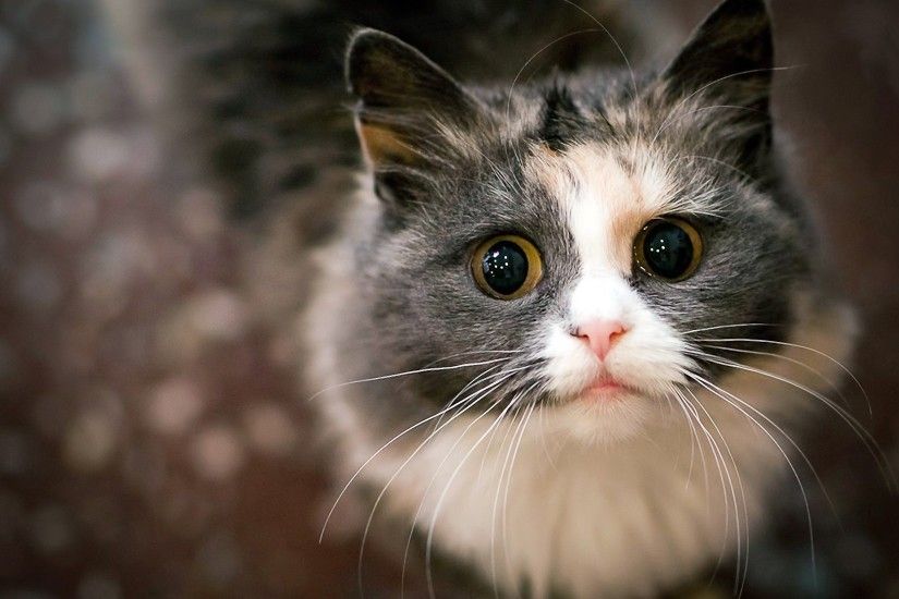 Scared cat with huge eyes wallpapers and images - wallpapers .
