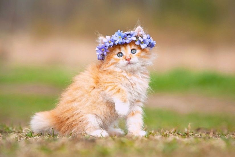Animals / Cute Kitten Wallpaper